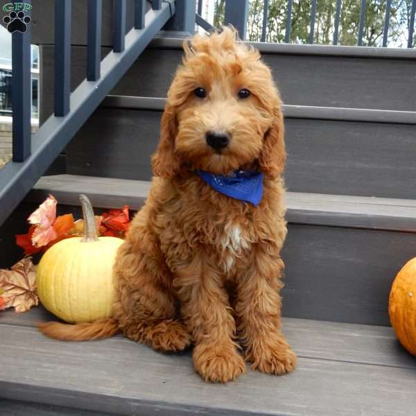 Hunter, Mini Goldendoodle Puppy